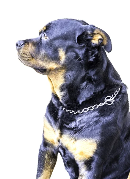 Rottweiler — Stockfoto