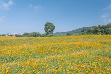 Optik Vadisi Xiyuan Park, Wuhan, Hubei 'de sülfür kasımpatı manzarası