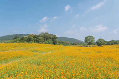 Optik Vadisi Xiyuan Park, Wuhan, Hubei 'de sülfür kasımpatı manzarası