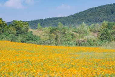 Optik Vadisi Xiyuan Park, Wuhan, Hubei 'de sülfür kasımpatı manzarası