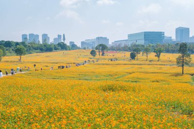 Optik Vadisi Xiyuan Park, Wuhan, Hubei 'de sülfür kasımpatı manzarası