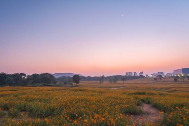 Optik Vadisi Xiyuan Park, Wuhan, Hubei 'de sülfür kasımpatı manzarası