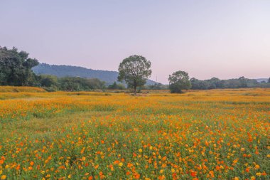 Optik Vadisi Xiyuan Park, Wuhan, Hubei 'de sülfür kasımpatı manzarası