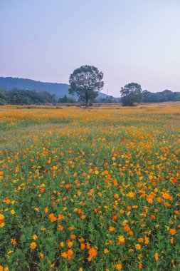 Optik Vadisi Xiyuan Park, Wuhan, Hubei 'de sülfür kasımpatı manzarası