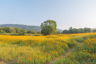 Optik Vadisi Xiyuan Park, Wuhan, Hubei 'de sülfür kasımpatı manzarası