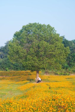 Optik Vadisi Xiyuan Park, Wuhan, Hubei 'de sülfür kasımpatı manzarası