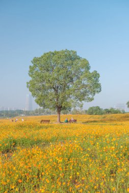 Optik Vadisi Xiyuan Park, Wuhan, Hubei 'de sülfür kasımpatı manzarası