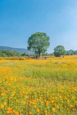 Optik Vadisi Xiyuan Park, Wuhan, Hubei 'de sülfür kasımpatı manzarası