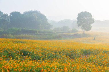 Optik Vadisi Xiyuan Park, Wuhan, Hubei 'de sülfür kasımpatı manzarası