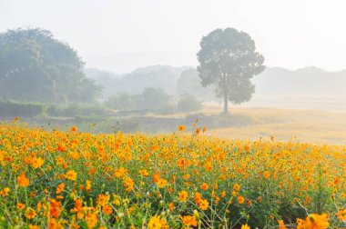 Optik Vadisi Xiyuan Park, Wuhan, Hubei 'de sülfür kasımpatı manzarası