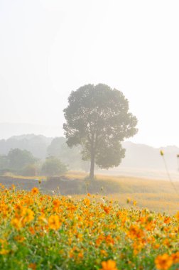 Optik Vadisi Xiyuan Park, Wuhan, Hubei 'de sülfür kasımpatı manzarası