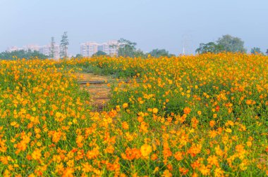 Optik Vadisi Xiyuan Park, Wuhan, Hubei 'de sülfür kasımpatı manzarası