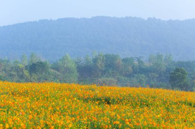 Optik Vadisi Xiyuan Park, Wuhan, Hubei 'de sülfür kasımpatı manzarası