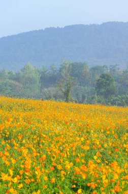 Optik Vadisi Xiyuan Park, Wuhan, Hubei 'de sülfür kasımpatı manzarası