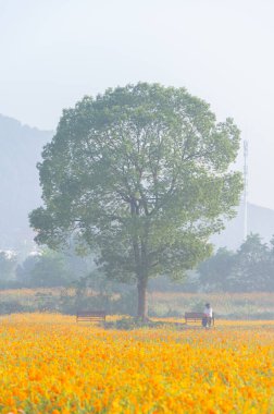 Optik Vadisi Xiyuan Park, Wuhan, Hubei 'de sülfür kasımpatı manzarası