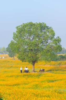Optik Vadisi Xiyuan Park, Wuhan, Hubei 'de sülfür kasımpatı manzarası