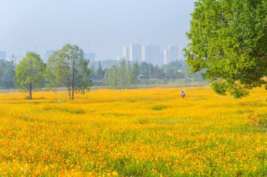Optik Vadisi Xiyuan Park, Wuhan, Hubei 'de sülfür kasımpatı manzarası