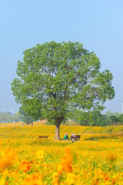 Optik Vadisi Xiyuan Park, Wuhan, Hubei 'de sülfür kasımpatı manzarası