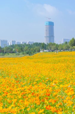 Optik Vadisi Xiyuan Park, Wuhan, Hubei 'de sülfür kasımpatı manzarası