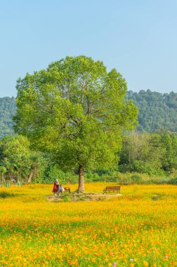 Optik Vadisi Xiyuan Park, Wuhan, Hubei 'de sülfür kasımpatı manzarası