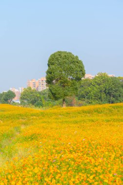 Optik Vadisi Xiyuan Park, Wuhan, Hubei 'de sülfür kasımpatı manzarası