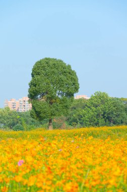 Optik Vadisi Xiyuan Park, Wuhan, Hubei 'de sülfür kasımpatı manzarası