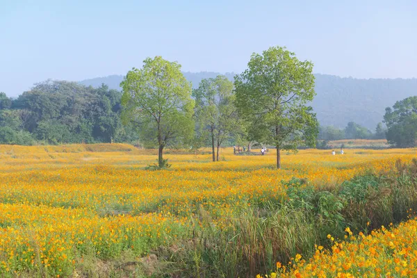 Paisaje Mar Crisantemo Azufre Optics Valley Xiyuan Park Wuhan Hubei —  Fotos de Stock