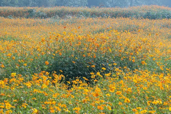 Landschaft Von Schwefel Chrysanthemen Meer Optics Valley Xiyuan Park Wuhan — Stockfoto