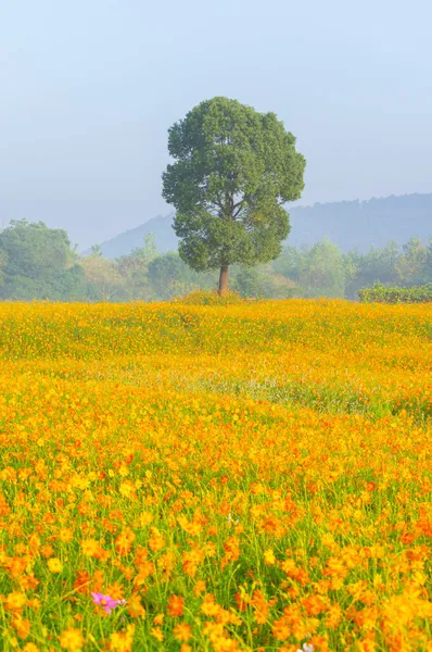 Paysage Mer Chrysanthème Soufre Dans Vallée Optique Xiyuan Park Wuhan — Photo