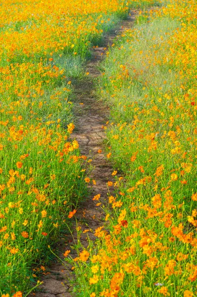 Landschaft Von Schwefel Chrysanthemen Meer Optics Valley Xiyuan Park Wuhan — Stockfoto
