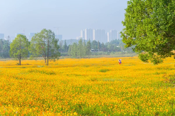 Paisaje Mar Crisantemo Azufre Optics Valley Xiyuan Park Wuhan Hubei —  Fotos de Stock