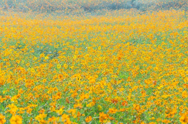 Landschap Van Zwavel Chrysant Zee Optics Valley Xiyuan Park Wuhan — Stockfoto