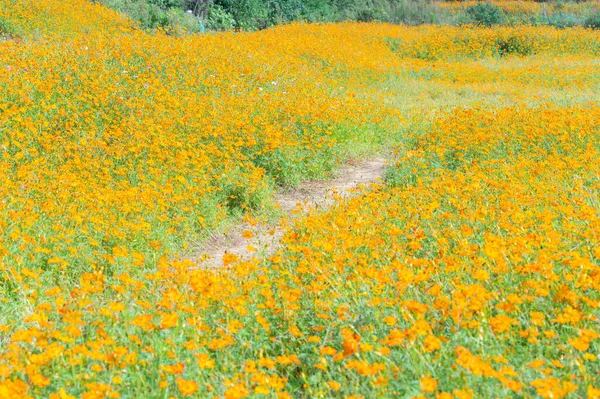 Landschap Van Zwavel Chrysant Zee Optics Valley Xiyuan Park Wuhan — Stockfoto