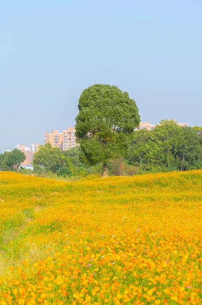 Optik Vadisi Xiyuan Park, Wuhan, Hubei 'de sülfür kasımpatı manzarası