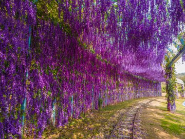 Wuhan, Hubei Eyaleti, Çin 'deki Mulan çayır manzarasının erken dönem manzarası