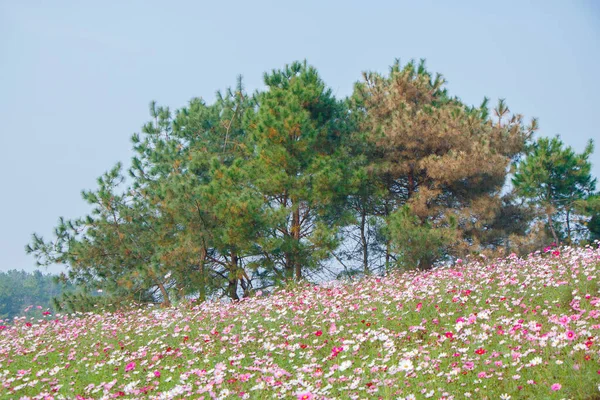 Paysage Début Été Des Prairies Mulan Endroit Pittoresque Wuhan Province — Photo