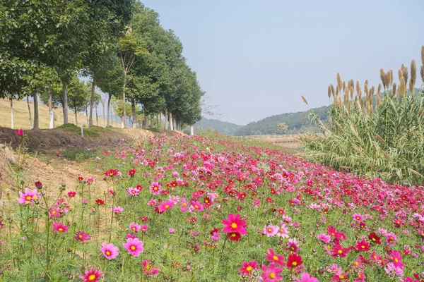 Early Summer Scenery Mulan Grassland Scenic Spot Wuhan Hubei Province — Stock Photo, Image