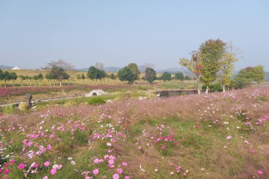 Wuhan, Hubei Eyaleti, Çin 'deki Mulan çayır manzarasının erken dönem manzarası