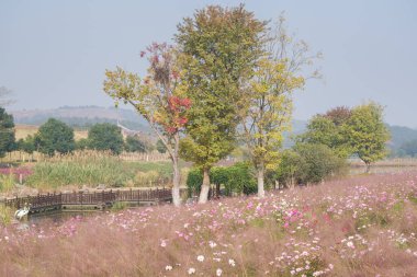 Wuhan, Hubei Eyaleti, Çin 'deki Mulan çayır manzarasının erken dönem manzarası