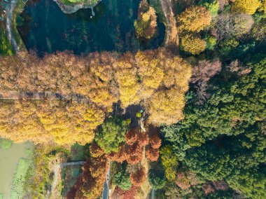 Wuhan Botanik Bahçesinde sonbahar manzarası, Hubei, Çin