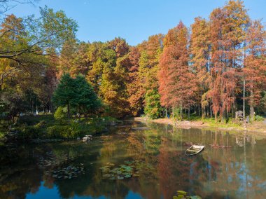 Wuhan Botanik Bahçesinde sonbahar manzarası, Hubei, Çin