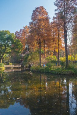 Wuhan Botanik Bahçesinde sonbahar manzarası, Hubei, Çin