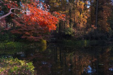 Wuhan Botanik Bahçesinde sonbahar manzarası, Hubei, Çin