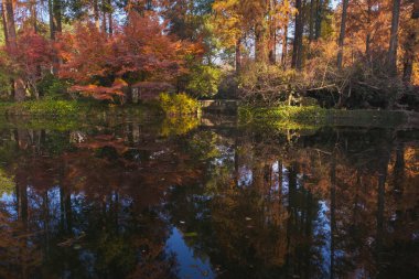 Wuhan Botanik Bahçesinde sonbahar manzarası, Hubei, Çin