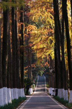 Wuhan Botanik Bahçesinde sonbahar manzarası, Hubei, Çin