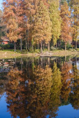 Wuhan Botanik Bahçesinde sonbahar manzarası, Hubei, Çin