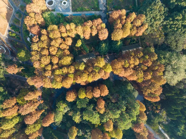 Осенний Пейзаж Уханьском Ботаническом Саду Хубэй Китай — стоковое фото