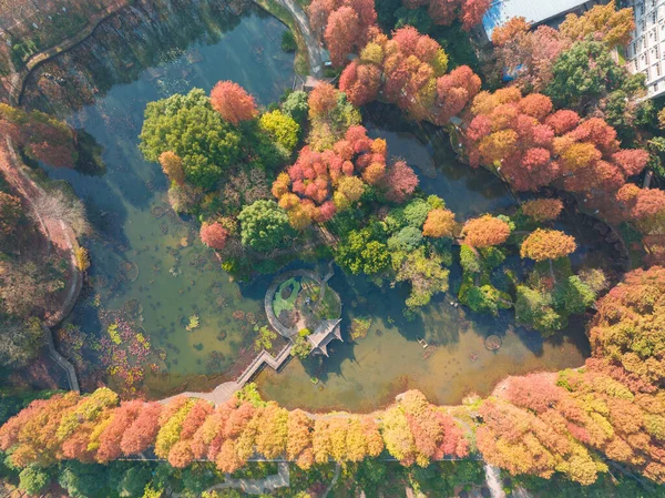 武漢植物園 湖北省 中国の秋の風景 — ストック写真