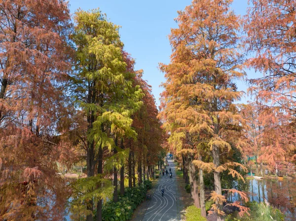 Осінній Пейзаж Ботанічному Саду Ухань Хубей Китай — стокове фото