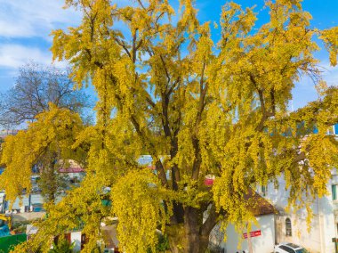 Hubei, Wuhan 'daki Hanyang ağaç parkının sonbahar manzarası.